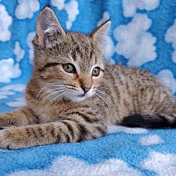 Photo of Honeydew
