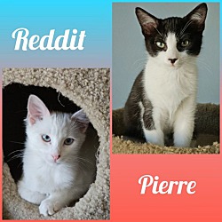 Thumbnail photo of PIERRE & REDDIT #1