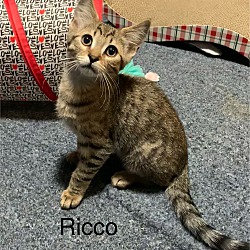 Photo of Ricco