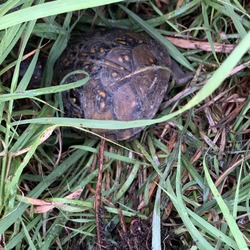 Thumbnail photo of Juvenile three toed box turtles #3