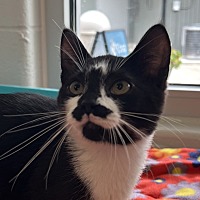 adopt a pet
