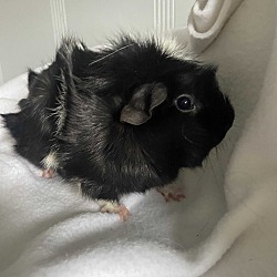 bonded pet photo