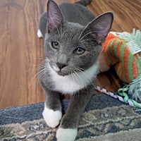 adopt a pet