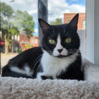 adopt a pet