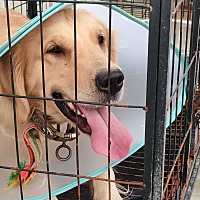 adopt-pet