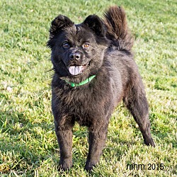 Naperville, IL - Chow Chow/Schipperke. Meet Pretty a Pet for Adoption ...