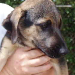 Thumbnail photo of Rebecca, best baby shep hound! #1