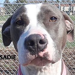 Thumbnail photo of SADIE--FABULOUS DOG! #4