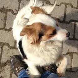 Thumbnail photo of Nellie - Kosovo Dog #3