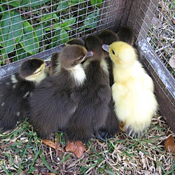 Thumbnail photo of Ducklings (12) #4