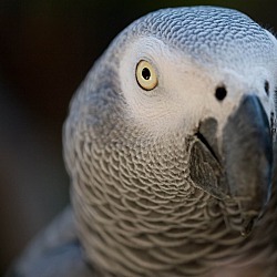 Photo of Cosmo The African Grey