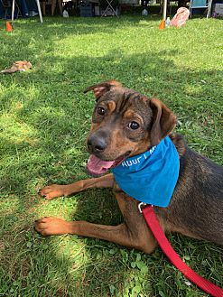 dna for dogs petsmart