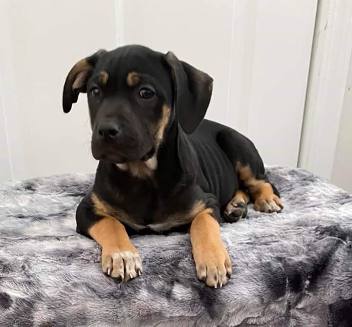rottweiler puppies for sale in metro detroit area