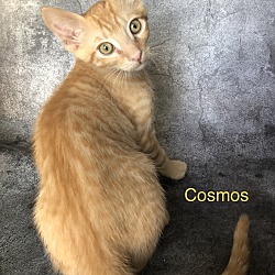 Thumbnail photo of Cosmos #4