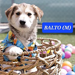 Photo of Balto