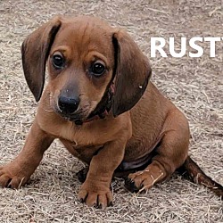 Photo of Rusty