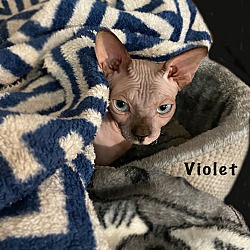 Thumbnail photo of Violet (Scarlett) PENDING #4