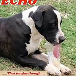 Thumbnail photo of Echo #1