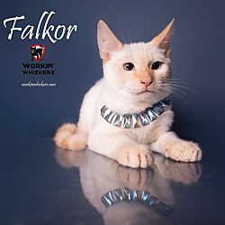 Thumbnail photo of FALKOR #4