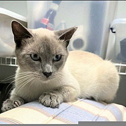 Thumbnail photo of Buddy the Siamese #1