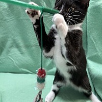 adopt a pet