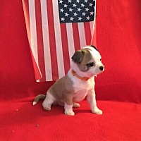 adopt-pet