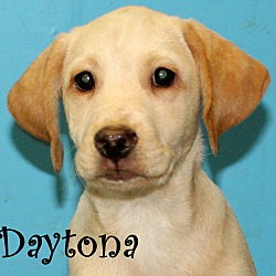 Thumbnail photo of Daytona ~ meet me! #1