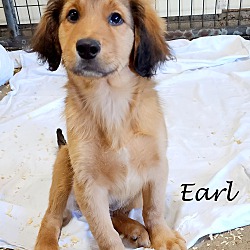 Thumbnail photo of Earl~adopted! #3