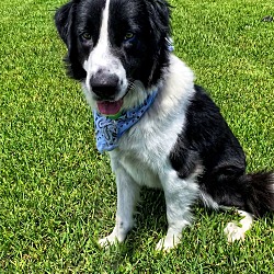 Photo of Sam