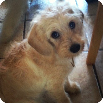 El Segundo Ca Wheaten Terrier Meet Jasmine A Pet For Adoption El Segundo Ca Wheaten Terrier Meet