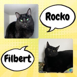 Thumbnail photo of Rocko & Filbert #1