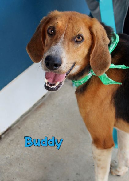 Photo of Buddy