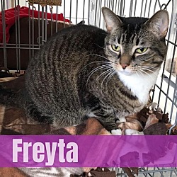 Photo of Freyta