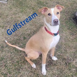 Photo of Gulfstream (In Foster)