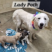adopt a pet