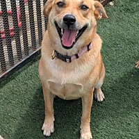 adopt a pet