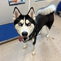 adopt a pet