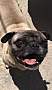 CHATO - Pug available for adoption