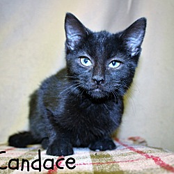 Thumbnail photo of Candace-Sweet kitten #2
