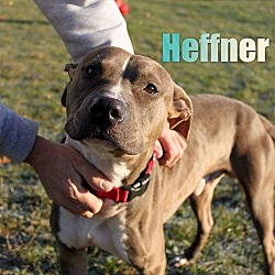 Thumbnail photo of Hefner at Hazel Park #1
