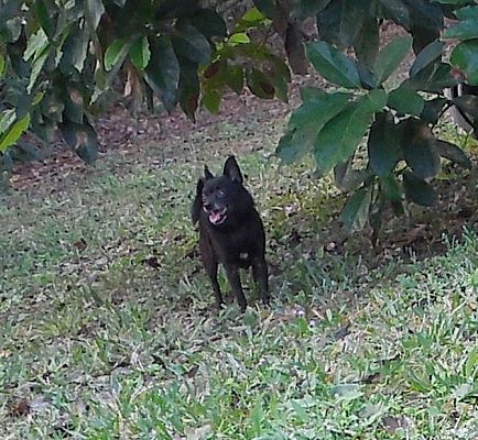 Ormond Beach Fl Chihuahua Meet Chico A Pet For Adoption Adopted