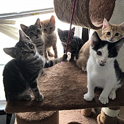 Photo of Six Kittens