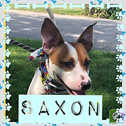 Photo of Saxon