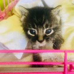 Thumbnail photo of Baby Kitten #1