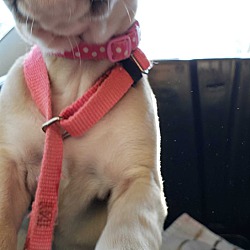 Thumbnail photo of Gwen Star puppy #1