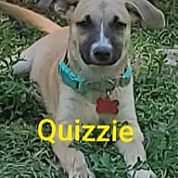 Photo of Quizzie