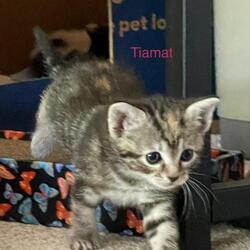 Photo of *TIAMAT