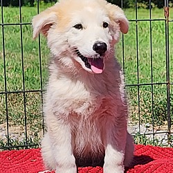 Thumbnail photo of ChaCha~adopted! #1