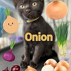 Photo of Onion