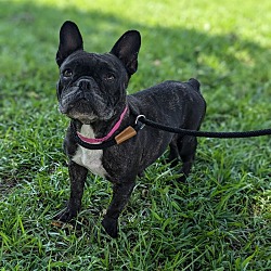 Thumbnail photo of Stevie (Frenchie) #2